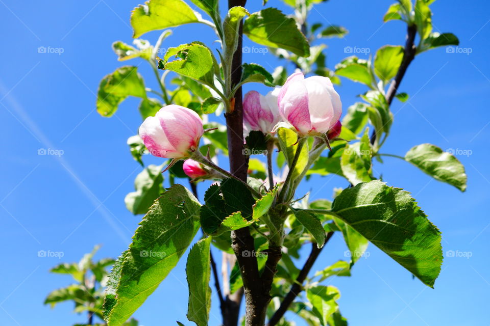 Apple blossom