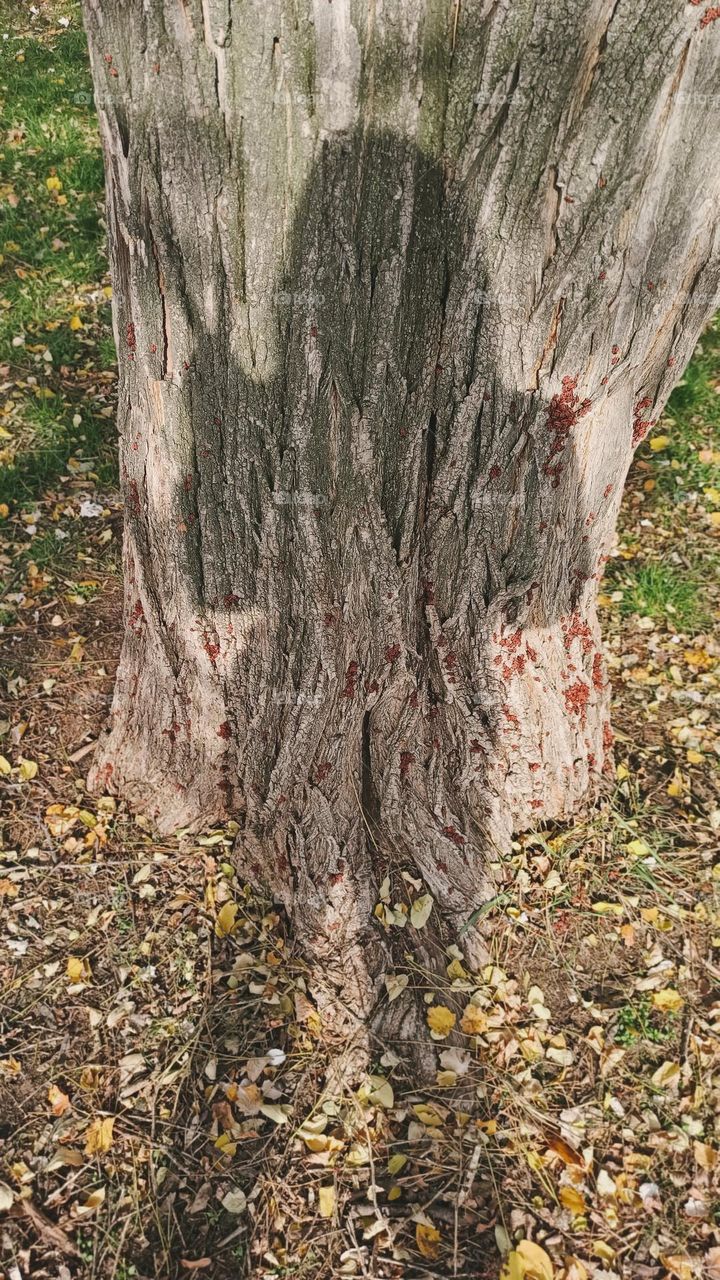 woman's shadow on the tree