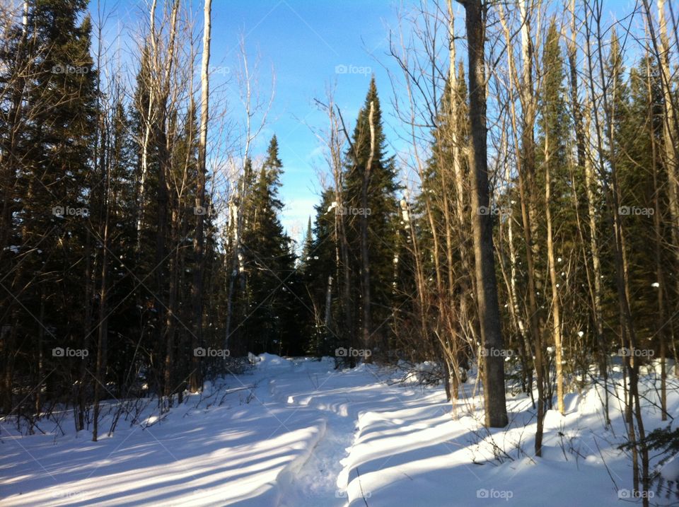 Northern snowshoe trail, forest snowshoe, snow hiking, trail through winter woods, 