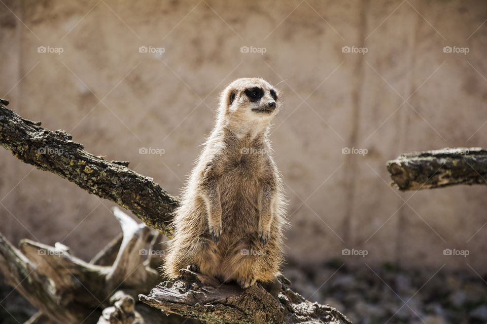 meerkat on tree