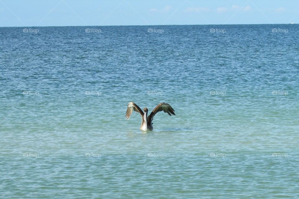 Pelican Ready for Take Off