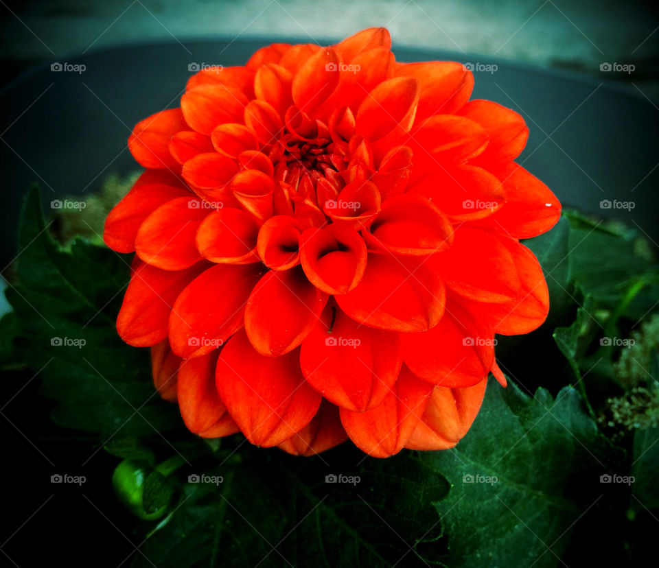 Orange Dahlia 