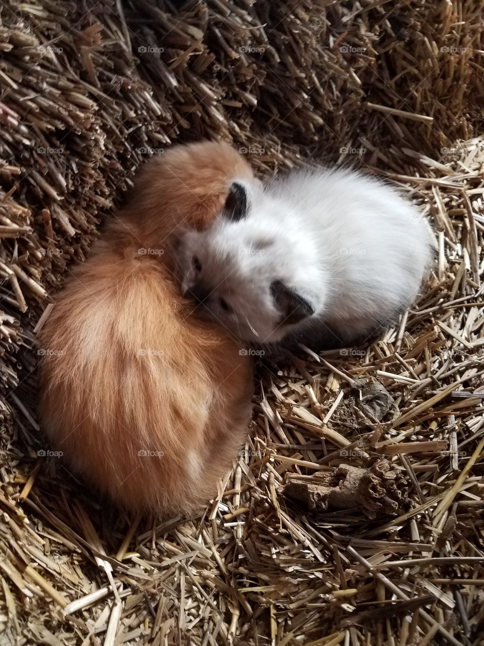 kittens in the hay