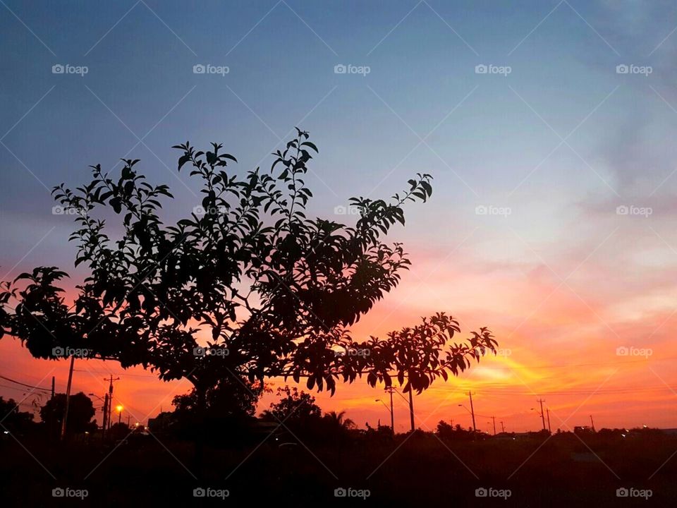 Tree Silhouette