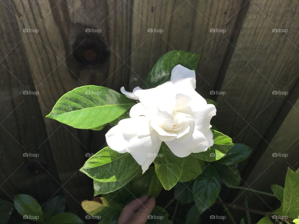 Mystery gardenia 