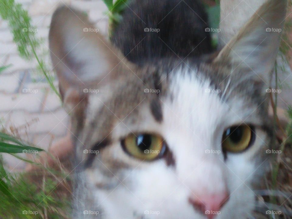 Beautiful grey and white cat.