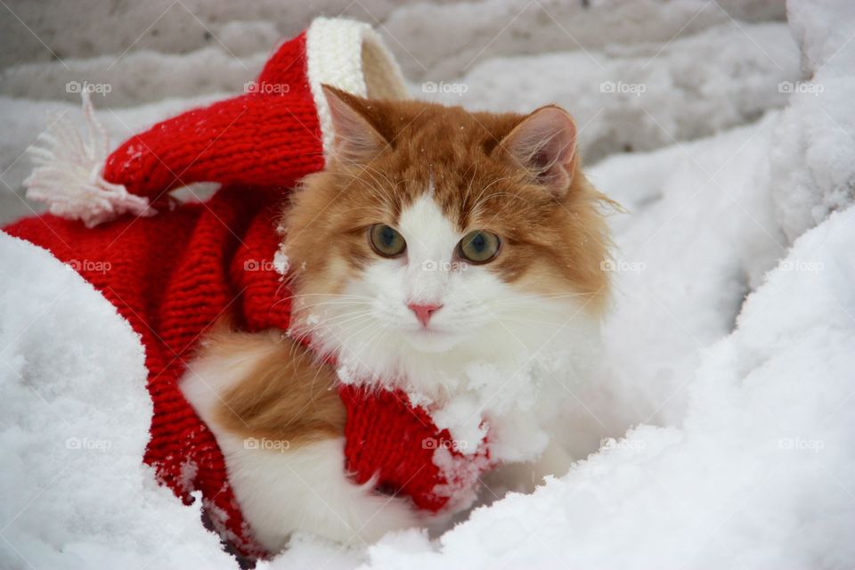 Christmas cat
