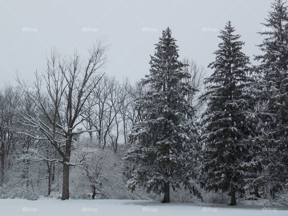 Snowy pines