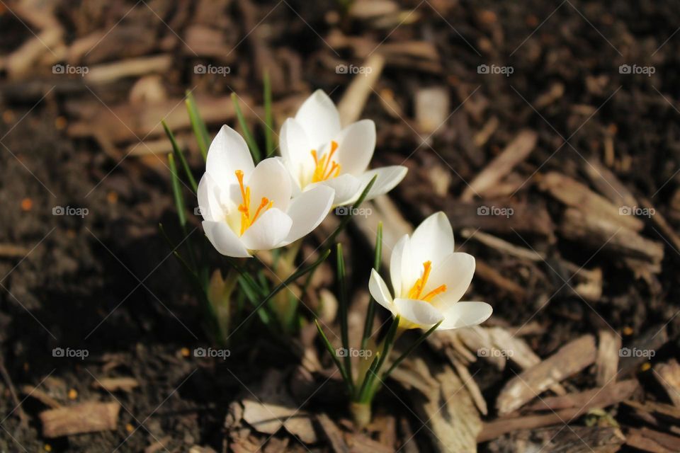 Crocus flowers