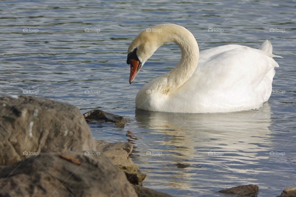 Swan in water