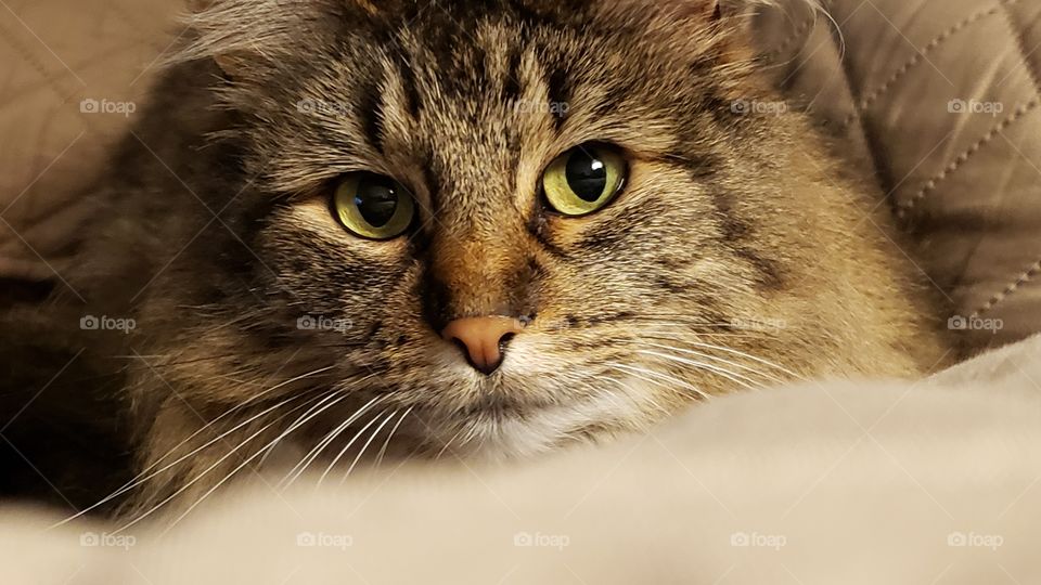 cat with green eyes