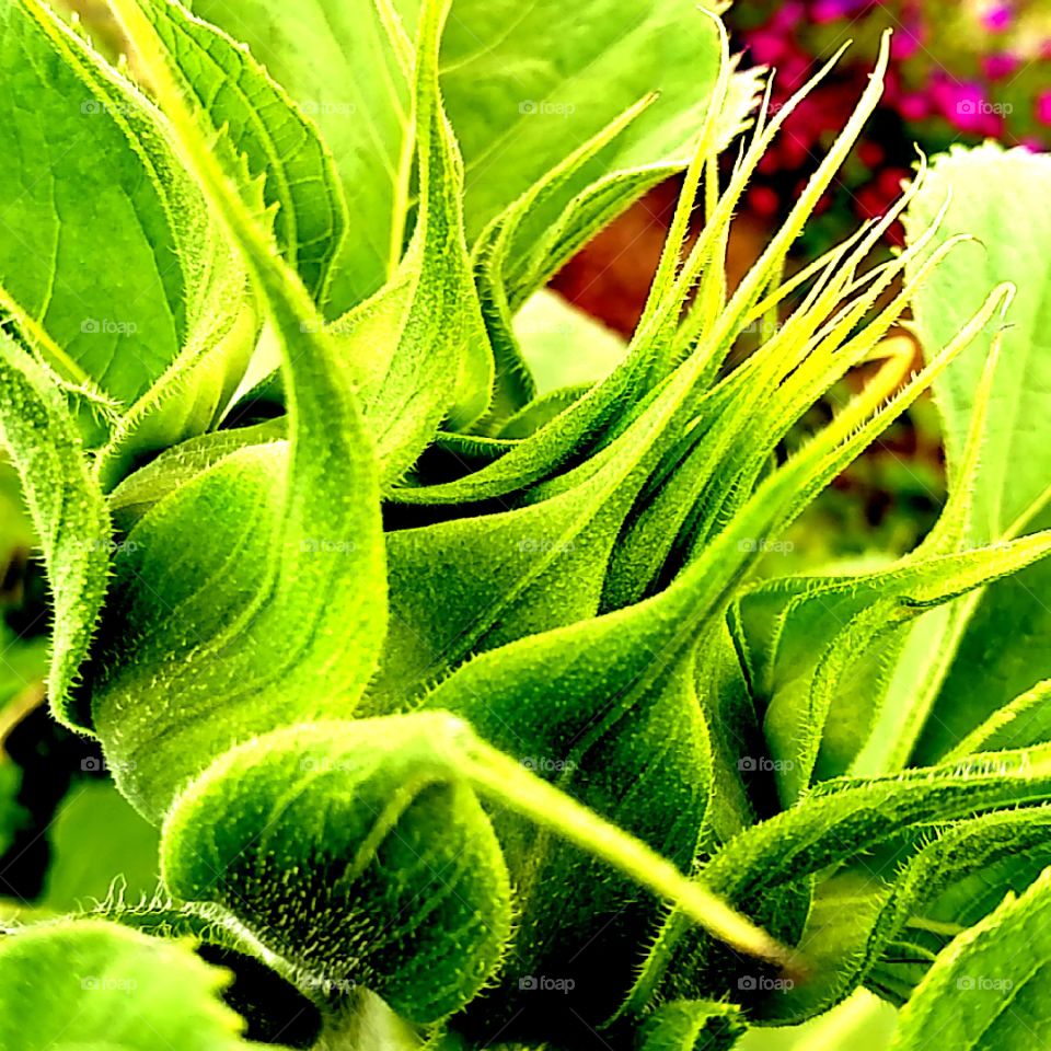 Sunflower Bud