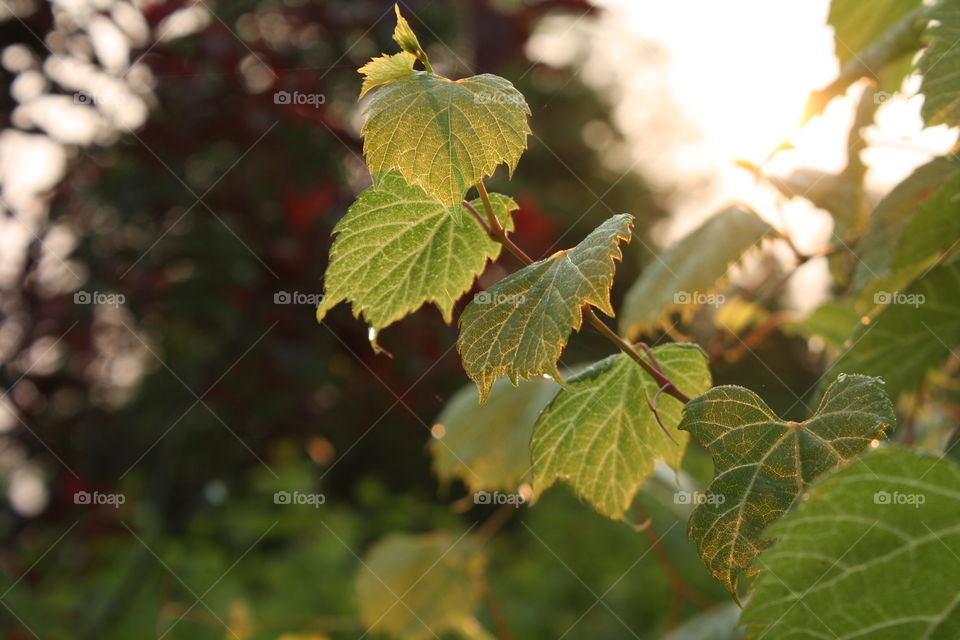 Grape leaves in the sun rays