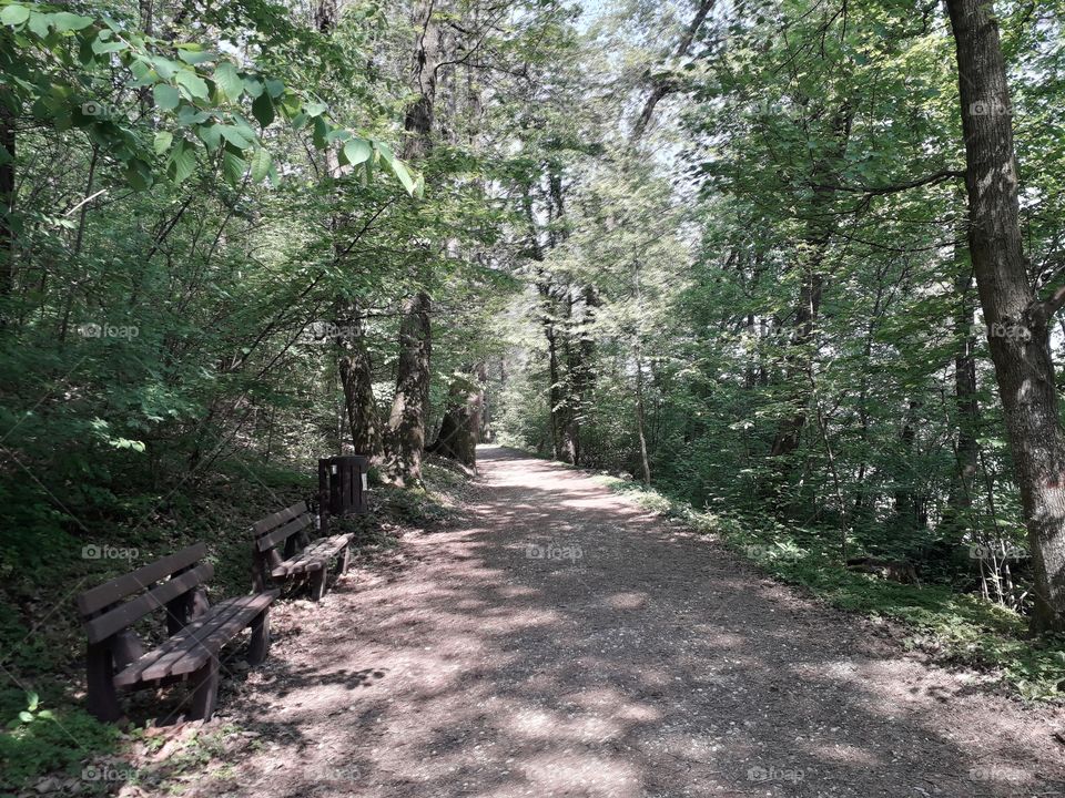 springtime in the wood