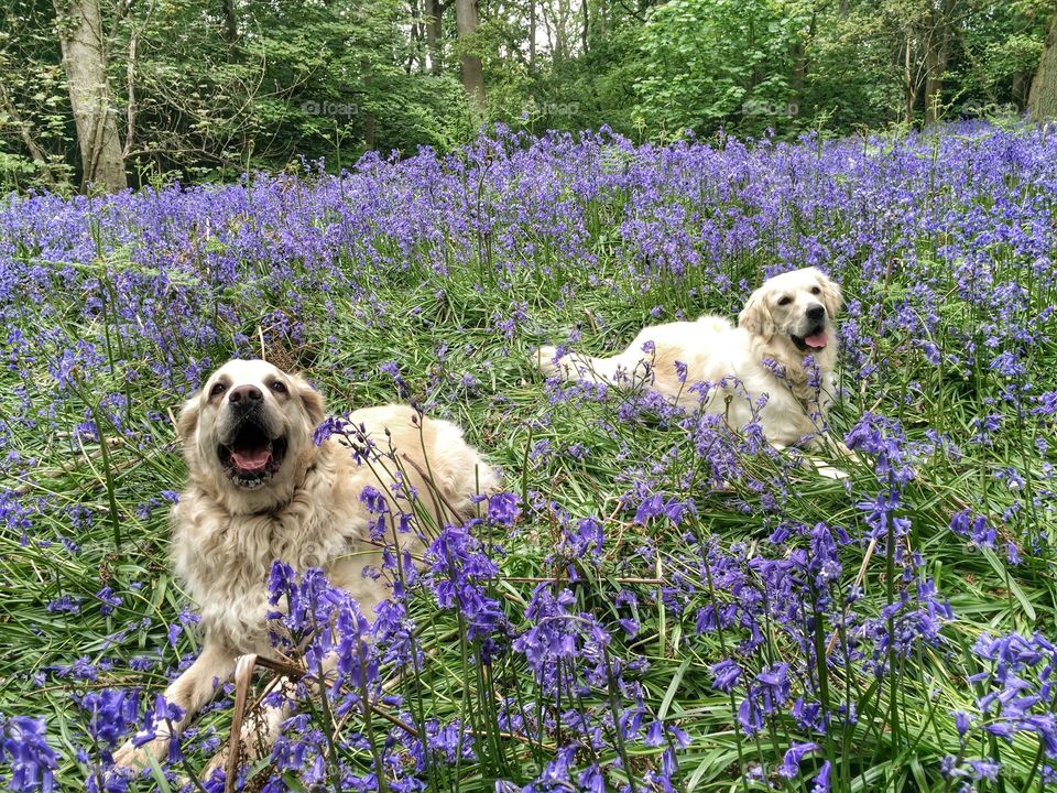 Nocas and Zoe posing on a beautiful field of bluebells 