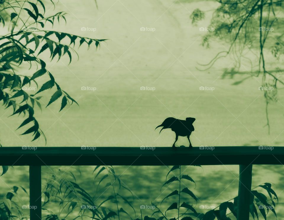 silhouette of a humming bird and  leaf as frame