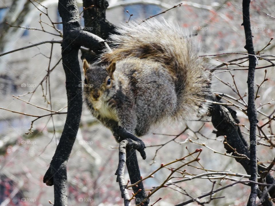 Squirrel on the tree eating nuts 