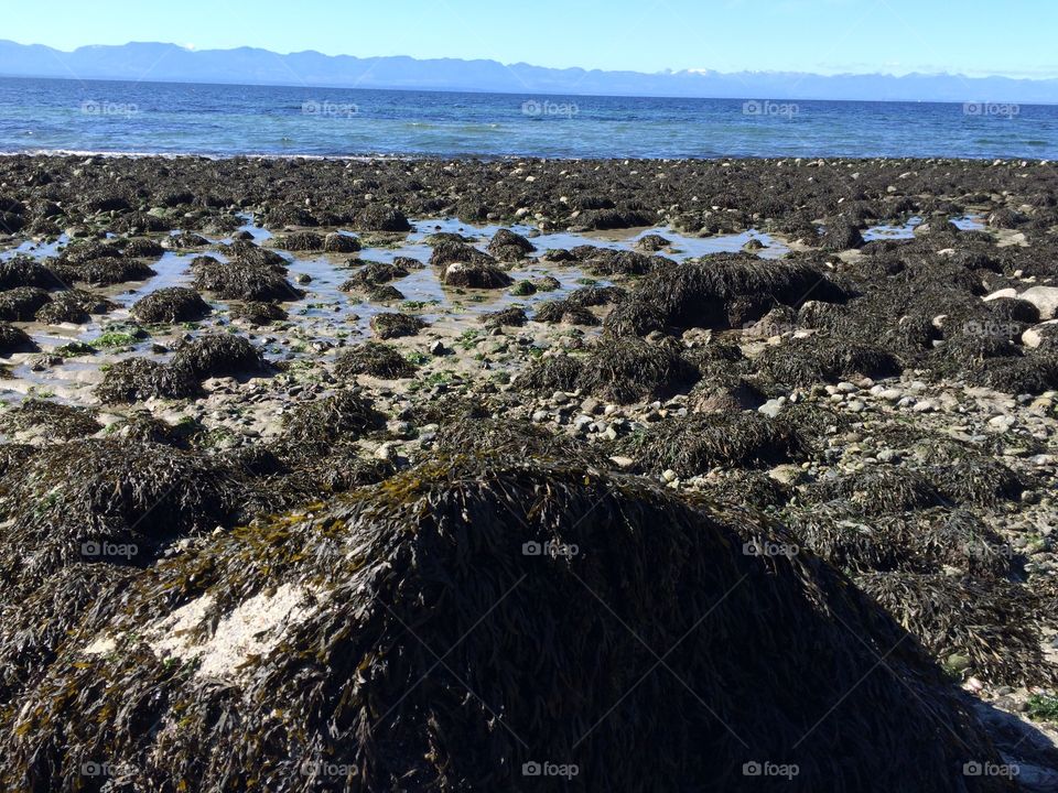 Seashore with rocks mud and sea weeds