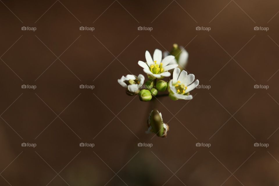 Spring draba