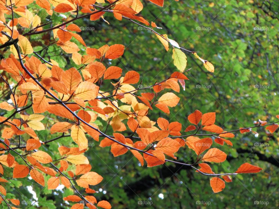 fabulous autumn colours