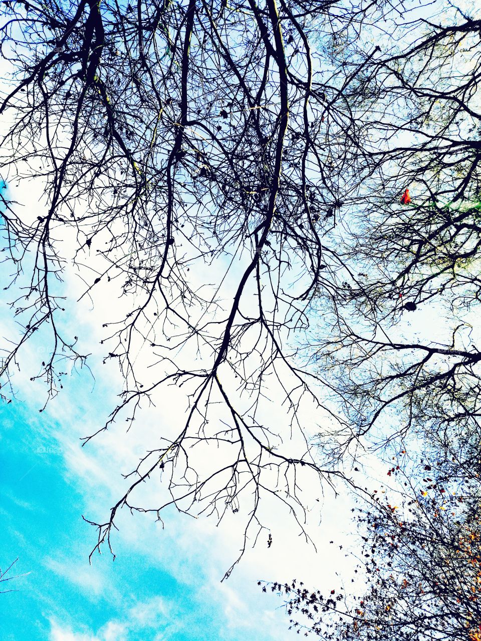 Branch of tree and blue sky backgrounds