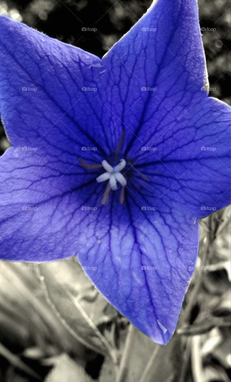 Selected coloring of purple flower