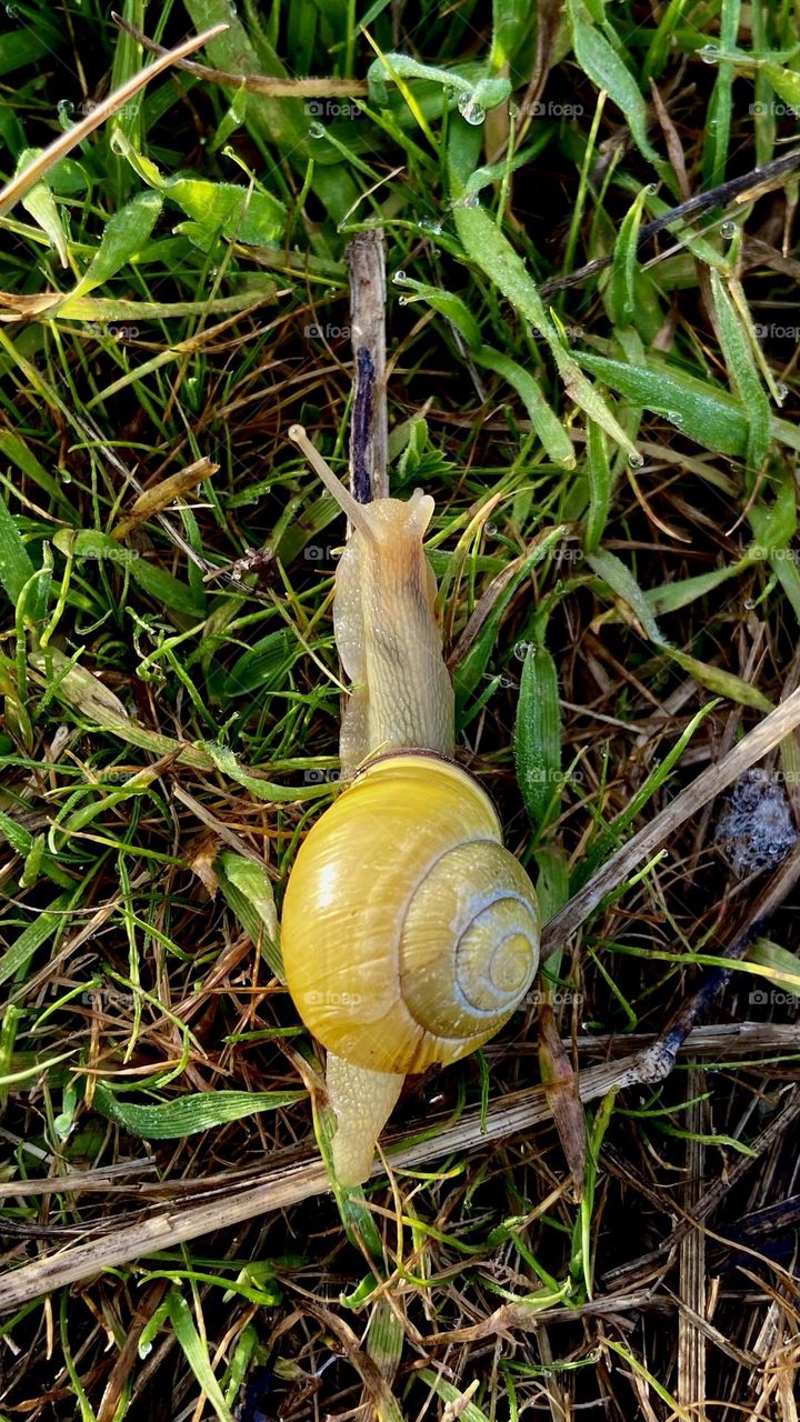Snail in the grass