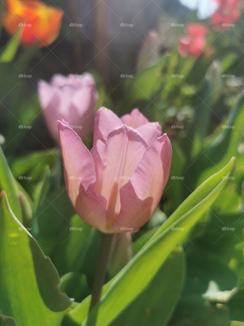 Tulip in the morning sun