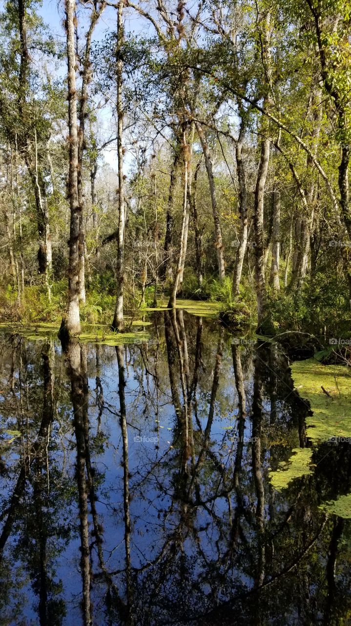 Swamp lands can look so peaceful