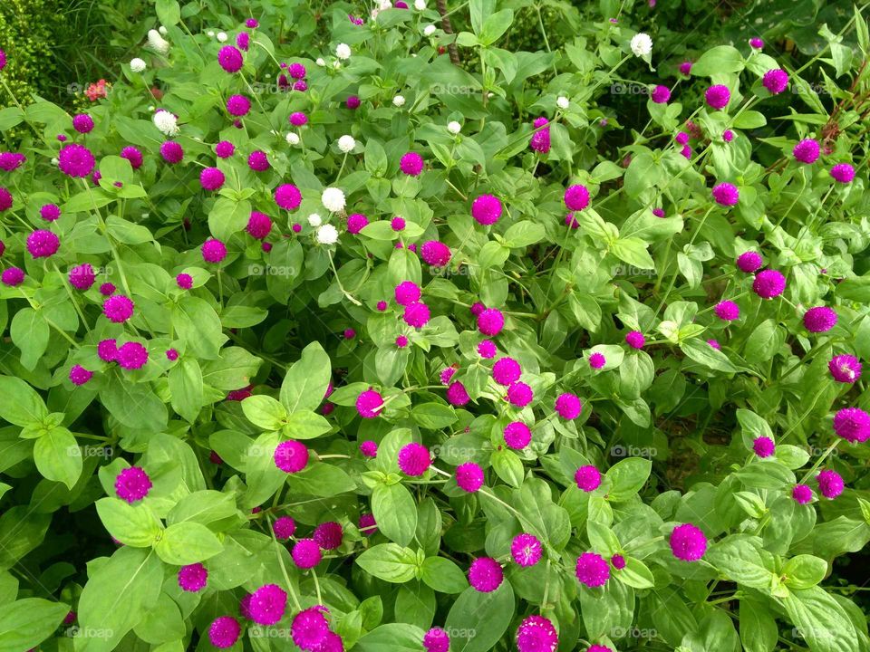 Globe amaranth blooms