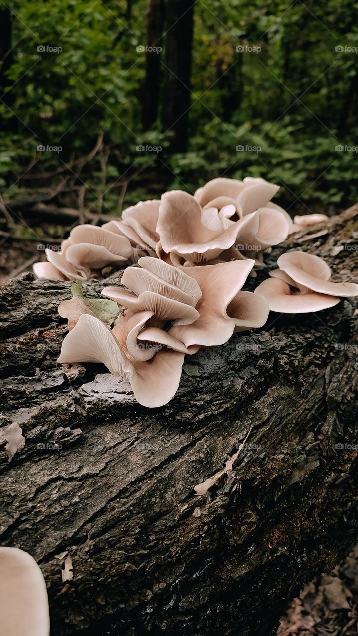 Pleurotus pulmonarius on tree log