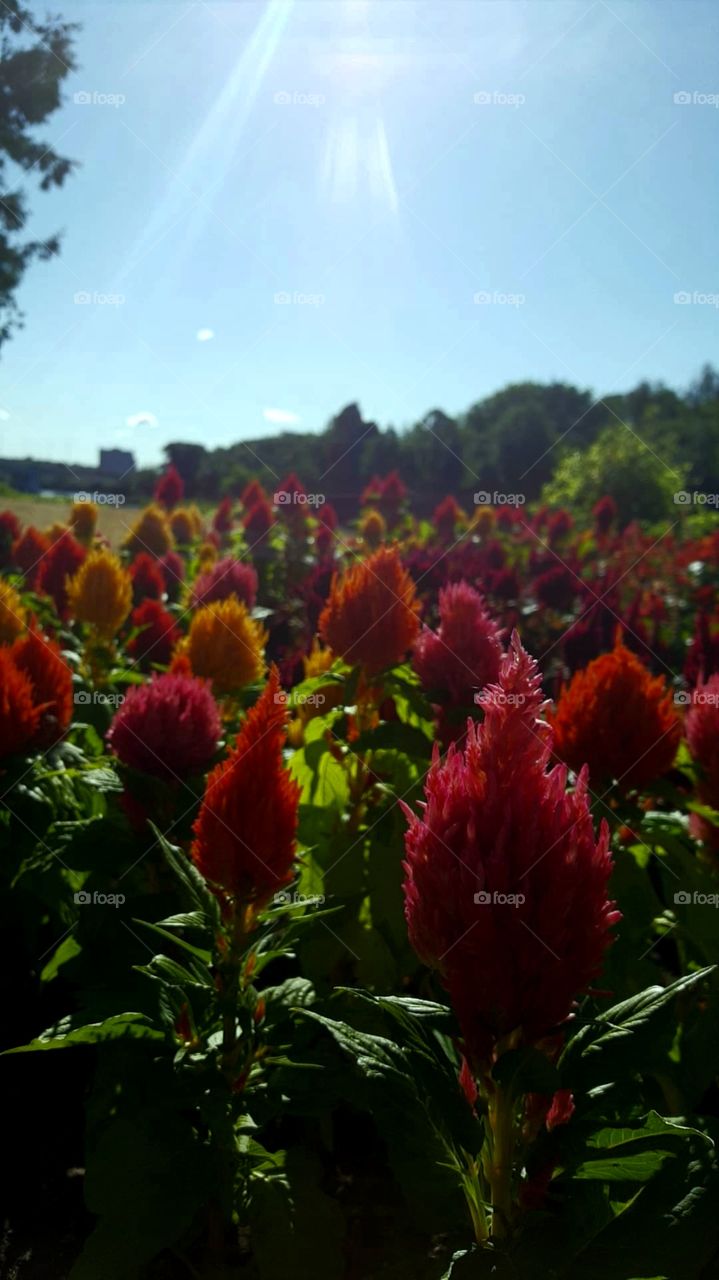 Red and orange wild flowers