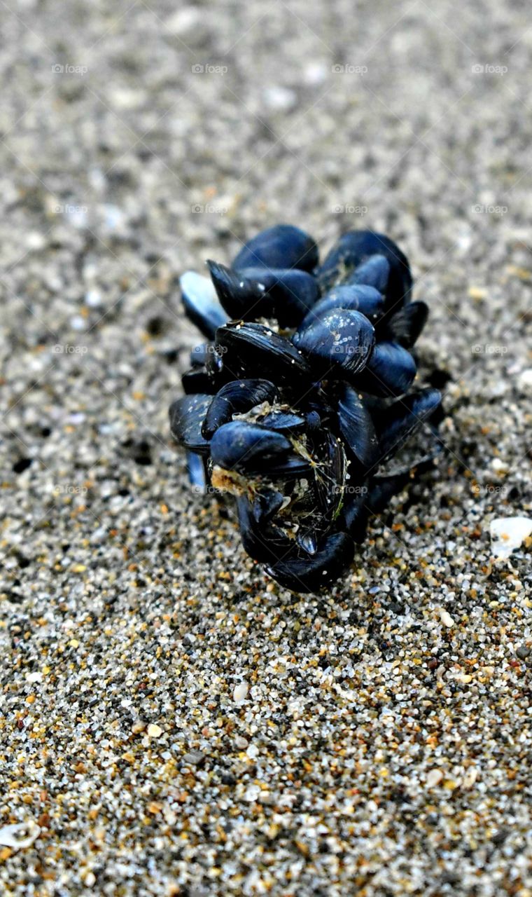 mussels in nature