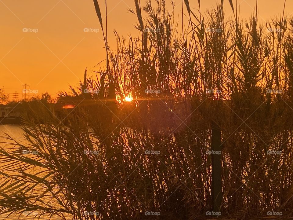 Cat Tails continue to Thin for Winter is moving in with the Southern Climate Struggling to keep up with Seasonal Changes. 