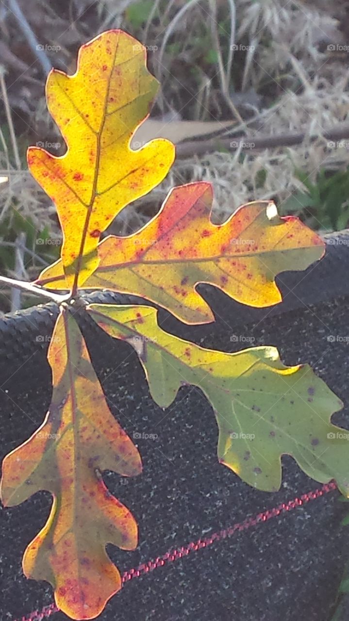 sunlight on leaf