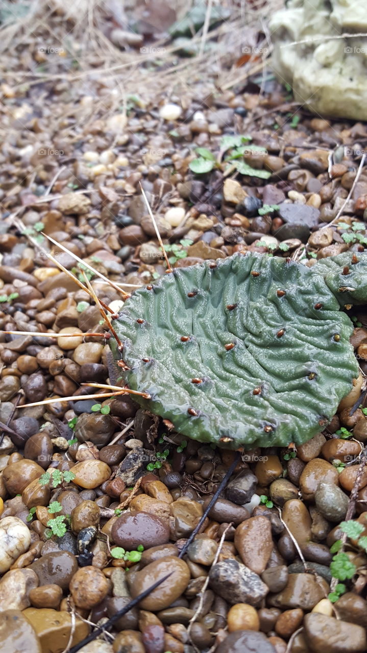 cactus in winter