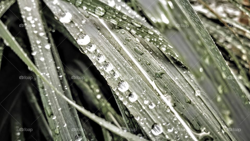 Waterdrops on the grass