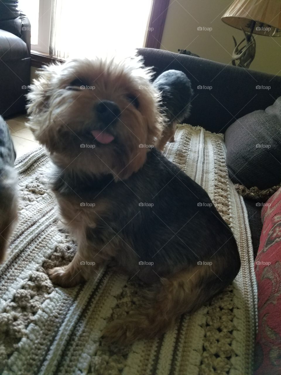 showing his tongue