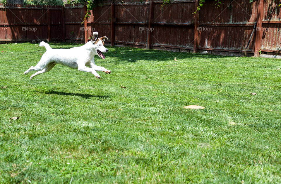 Mixed breed puppy running and playing outdoors