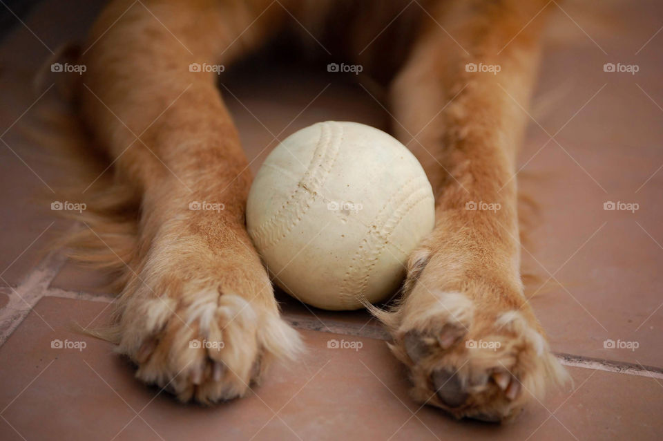 Close-up of dog with a ball during day 