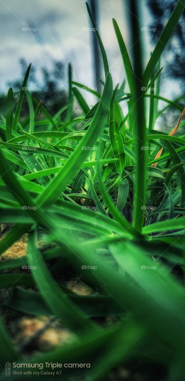 green colour stories