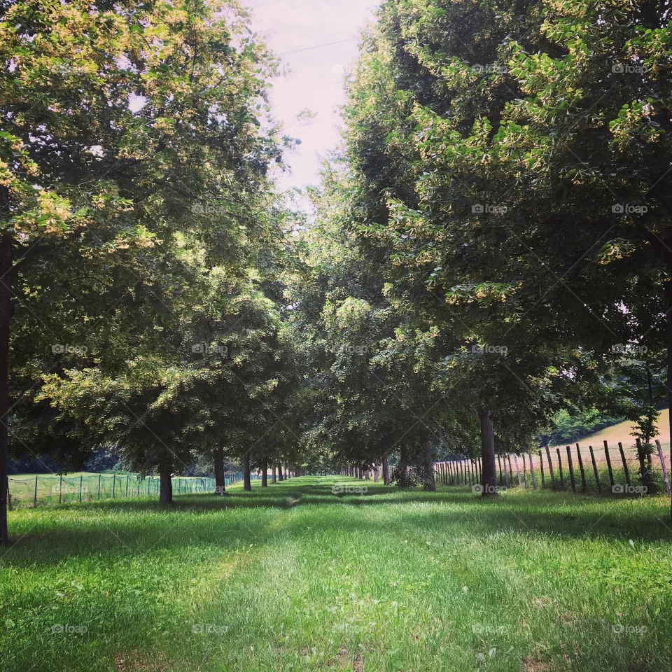 Tree Lined