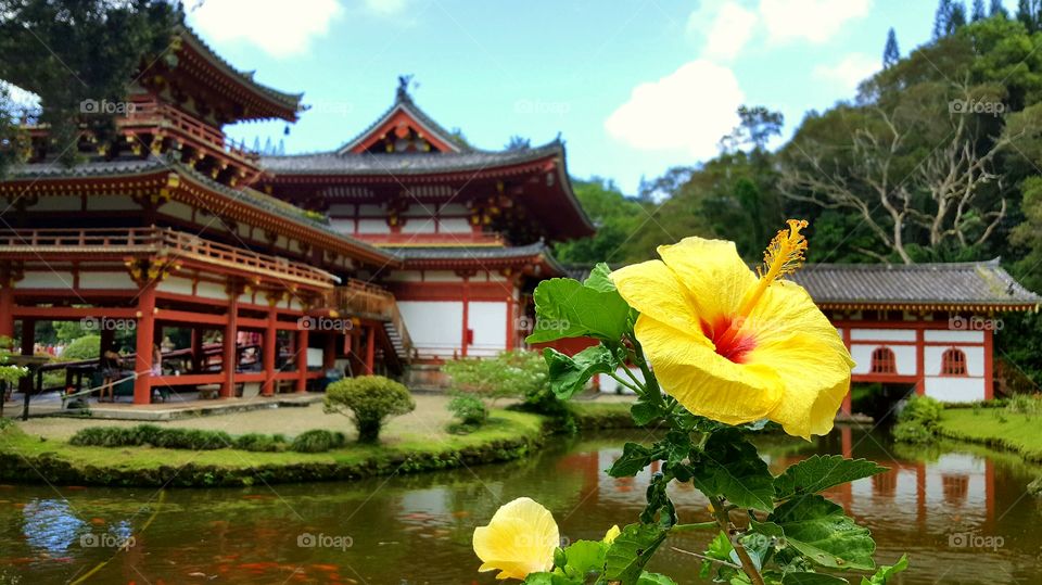 Flower at Buddhist Temple