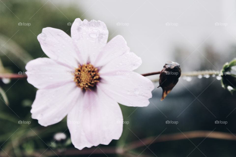 Flower, No Person, Nature, Garden, Outdoors