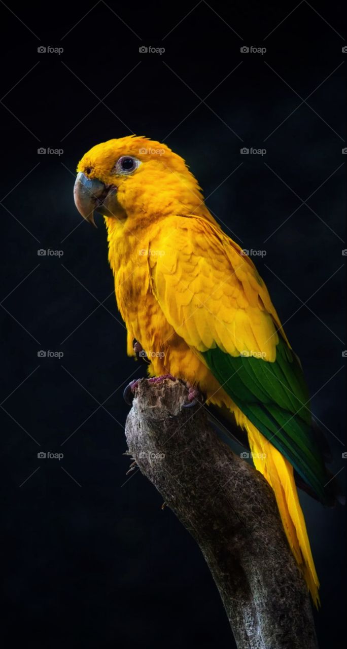 parrot