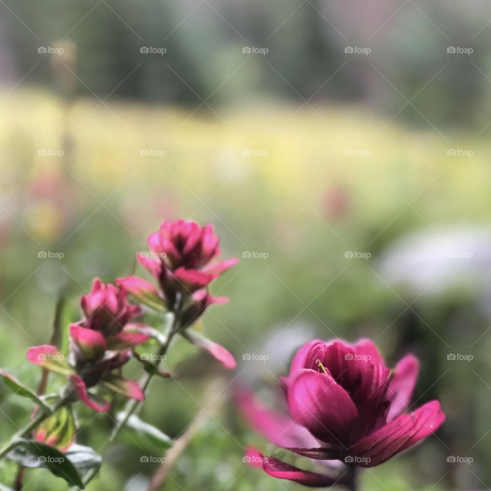 Indian Paintbrush. Rocky Mountain florals. 