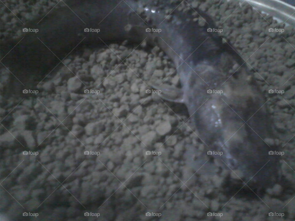 Cat Fish
Bismillaah, indahnya ikan Lele,dan lezatnya dagingnya jika di goreng