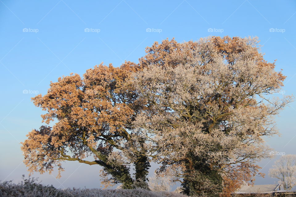 Autumn trees in winter