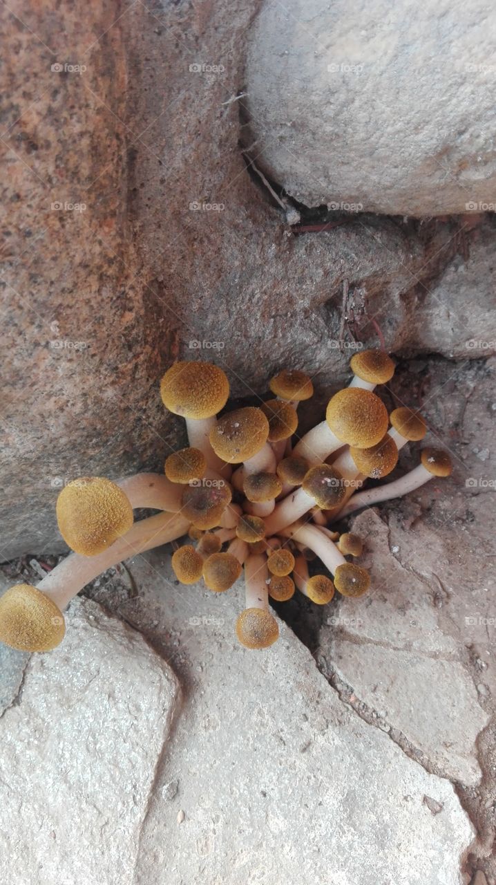 Mushrooms