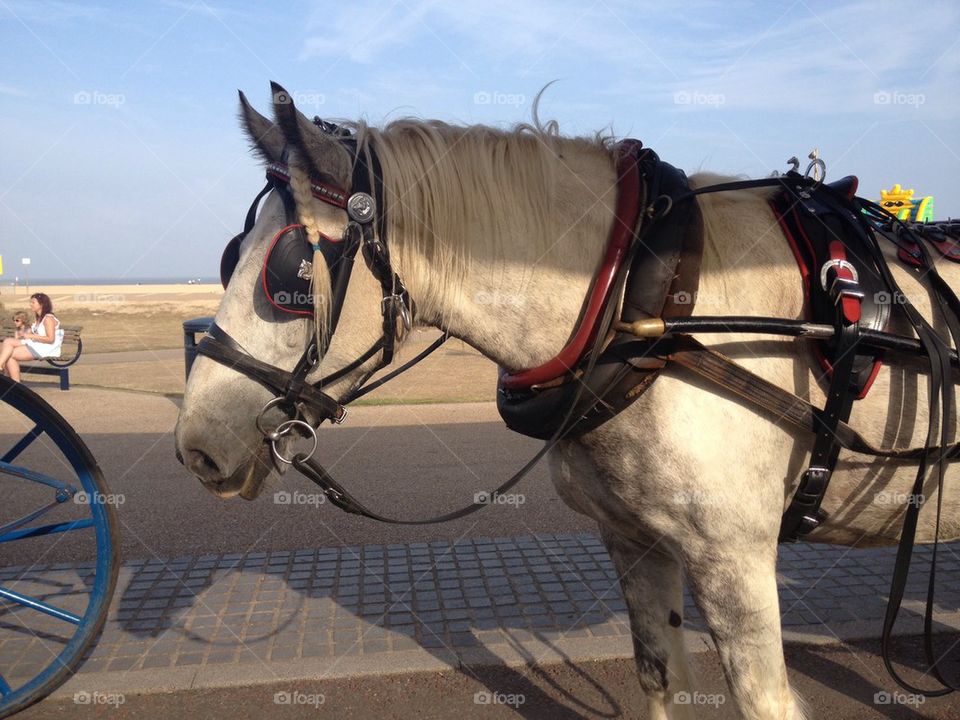 Great Yarmouth horse!